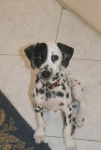 Frosty, 3 mois petite chienne Dalmatien sourde - Dalmatien (3 mois)