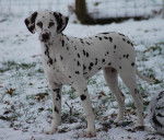 Miss First Lady du Moulin de l'Age femelle - Dalmatien