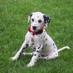 Arrissa - Dalmatien (10 mois)