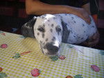 Dolie - Dalmatien (3 ans)