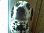 Sally - Dalmatien (7 mois)