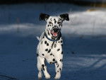 roxy - Dalmatien (1 mois)