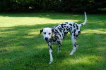 Photo Dalmatien