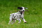 Un jeune Dalmatien qui joue dans l'herbe avec un bâton dans la gueule
