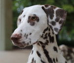 Un Dalmatien aux yeux jaune-vert