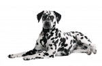Photo Dalmatien