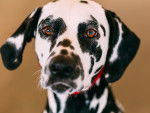 Photo Dalmatien