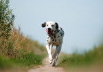 Photo Dalmatien