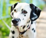 Photo Dalmatien