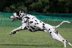 Un Dalmatien qui court sur un terrain