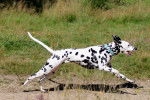 Photo Dalmatien