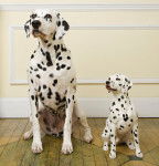 Photo Dalmatien