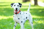 Un Dalmatien debout dans un jardin au soleil