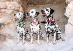 Trois Dalmatiens assis côte à côte 