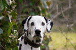 Photo Dalmatien