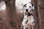 Un Dalmatien assis dans les bois