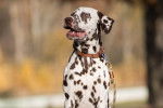 Photo Dalmatien