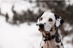 Photo Dalmatien