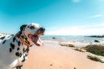 Un Dalmatien qui se promène au bord de la mer