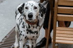 Photo Dalmatien