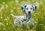Un Dalmatien dans un champ de fleurs
