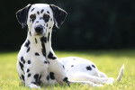 Un Dalmatien allongé dans l'herbe