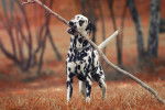 Un Dalmatien joue avec un grand bâton dans la gueule