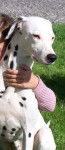 tarasia - Dalmatien (9 ans)