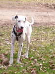 tarasia bebe - Dalmatien (9 ans)