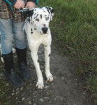 Horton - Dalmatien Mâle (1 an)