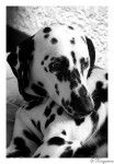 Chanelle - Dalmatien (2 ans)