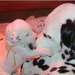 pina et sa mere prunelle - Dalmatien