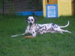 Eiko - Dalmatien Mâle (2 ans)
