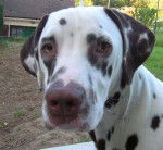 Kiss - Dalmatien Mâle (3 ans)