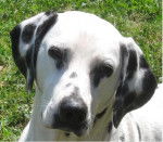 Angie - Dalmatien (4 ans)