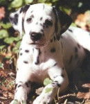 daisy - Dalmatien (1 mois)