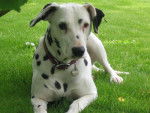 Aglaée - Dalmatien (8 ans)