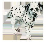 mimi - Dalmatien (3 mois)