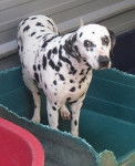 lola - Dalmatien (Autre)