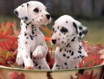 cuties - Dalmatien (3 mois)