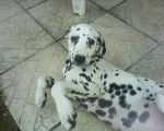 eden - Dalmatien (3 mois)