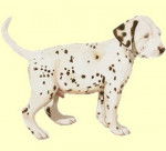 zack - Dalmatien Mâle (1 mois)