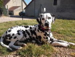Horka - Dalmatien (10 mois)