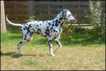 Echo - Dalmatien Mâle (3 ans)