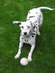 Aglaée - Dalmatien (8 ans)