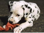 chiot d'Aglaée - Dalmatien (3 mois)