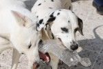 Smartie et Elka - Dalmatien (10 ans)