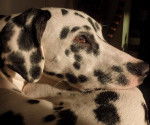 Kyra - Dalmatien (11 mois)