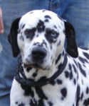 Uriken - Dalmatien Mâle (9 ans)
