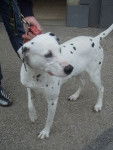 Tessy - Dalmatien (10 ans)